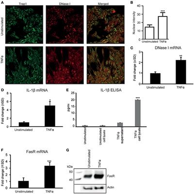 IL-1β Promotes a New Function of DNase I as a Transcription Factor for the Fas Receptor Gene